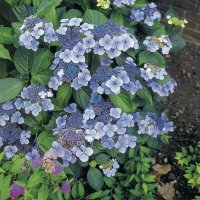 Синя Хортензия, Hydrangea  Blue Deckle, снимка 1 - Градински цветя и растения - 40075680