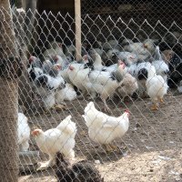 Невероятни БРАМА кокошки , снимка 8 - Кокошки и пуйки - 42342424