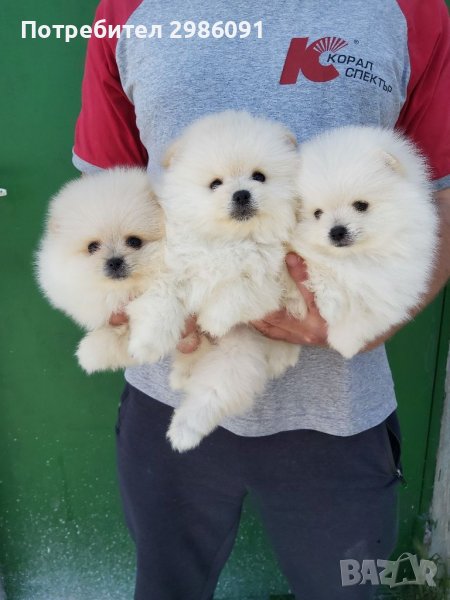 Мини Померан, снимка 1