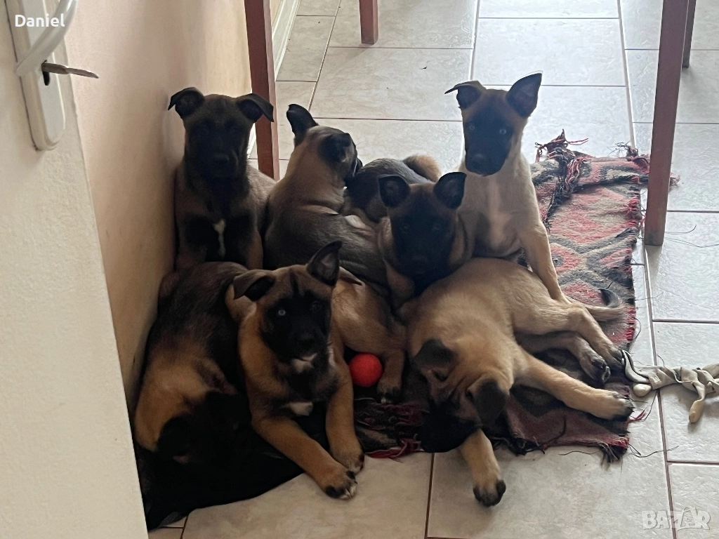 Белгийска овчарка-Малиноа , снимка 1