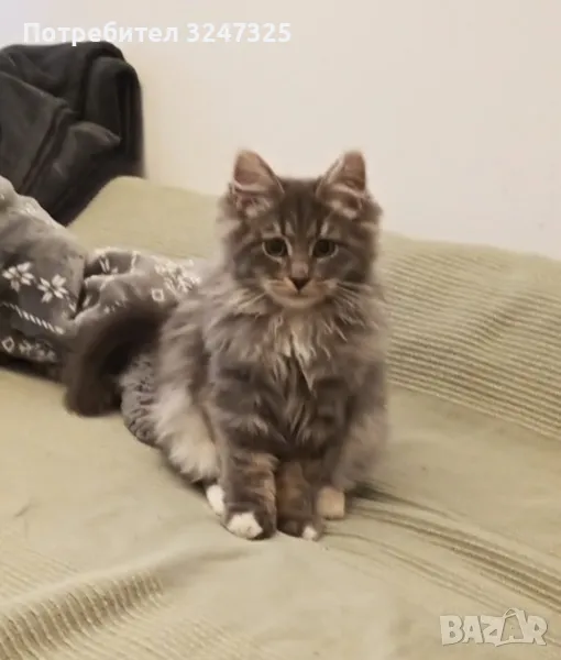 СИБИРКИ, снимка 1