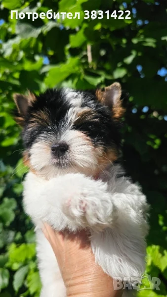 бивер йоркширски териер , снимка 1