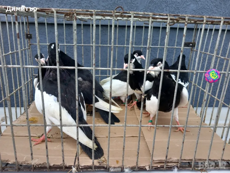 Продавам гълъби Ямболски Акмани , снимка 1