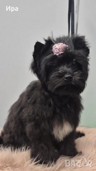 Цветно йоркширско териерче, черно момиче, снимка 1