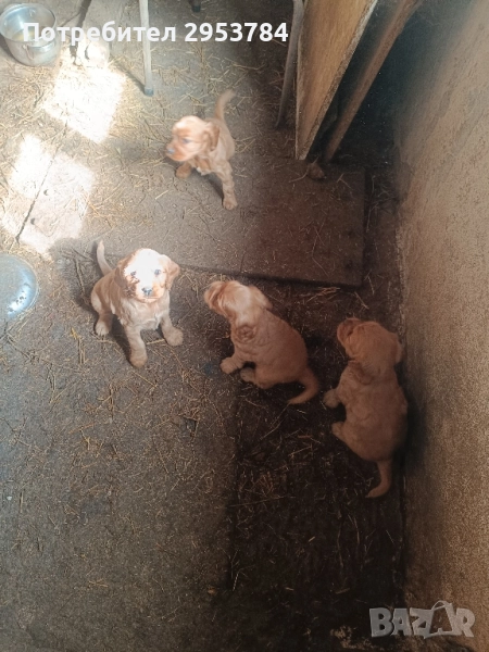 кокер шпаньоли чистокръвни , снимка 1