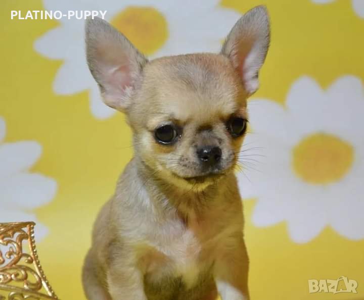 Чихуахуа момиче, снимка 1