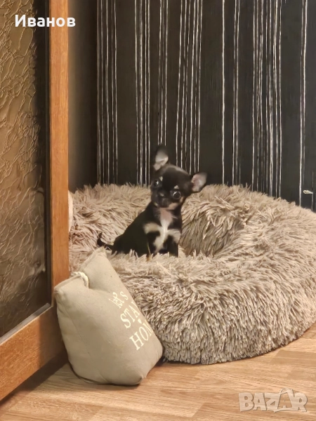 Чихуахуа мини бебе , снимка 1