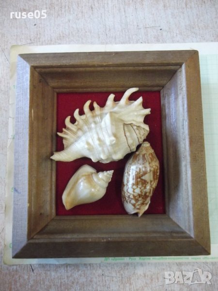 Раковини в дървена рамка - 4, снимка 1