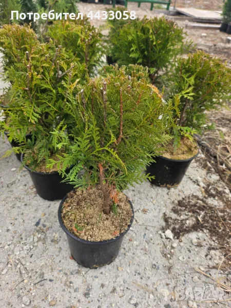 Кълбовидна туя Глобоса, подрязана, снимка 1