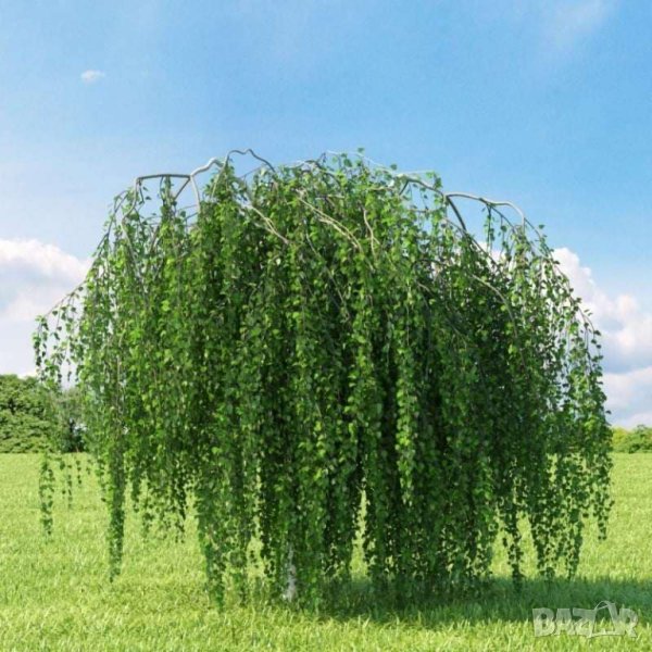 Плачеща бреза Youngi, снимка 1