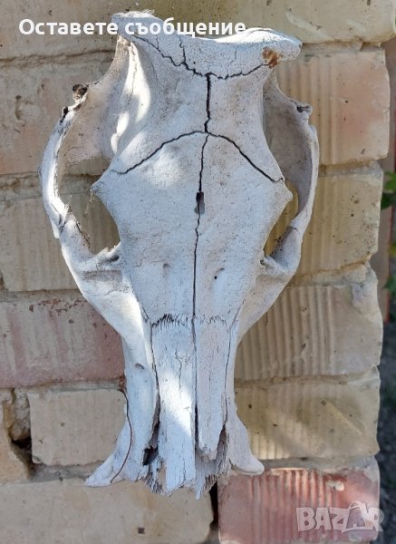 Стар череп от животно за декорация - 1, снимка 1
