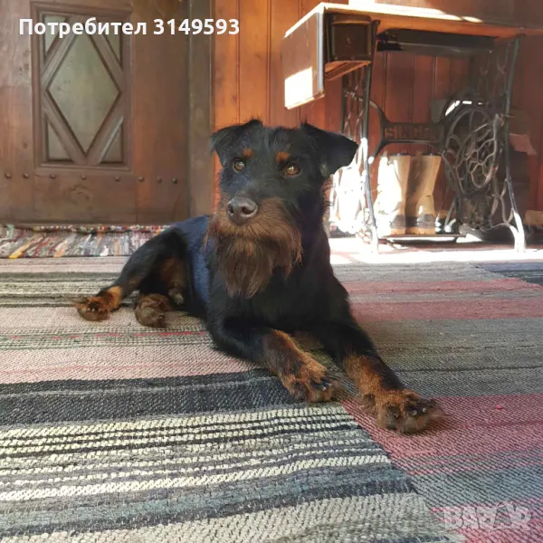 Продавам Ягдтериер, снимка 1