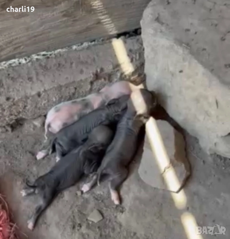 Виетнамски прасета, снимка 1