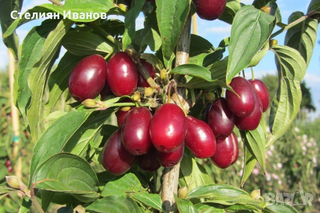 Едроплоден дрян (Cornus mas 'Jolico')