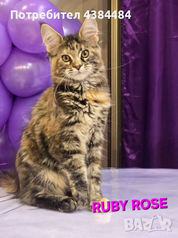 Котенца мейн куун, снимка 3 - Мейн кун - 54137626