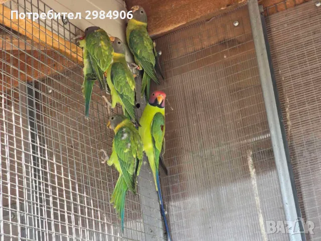сливоглави александри, снимка 3 - Папагали - 47920601