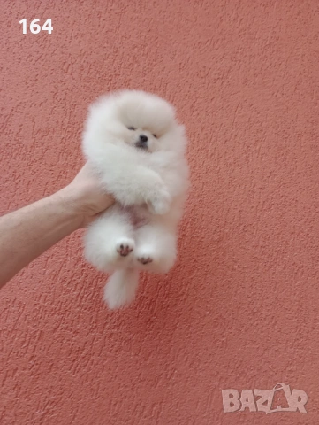 Мини момиченце. Реални снимки от днес! Померанче., снимка 9 - Померан - 53209897