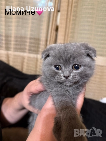 Уникални британски котенца , снимка 11 - Британска късокосместа - 52529757