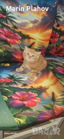 Шотландски клепоухи котки