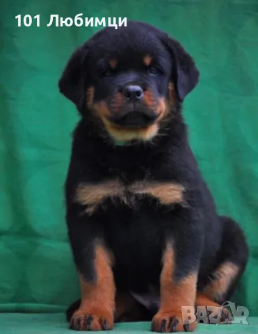 Ротвайлери с родословие, снимка 3 - Ротвайлер - 47449230