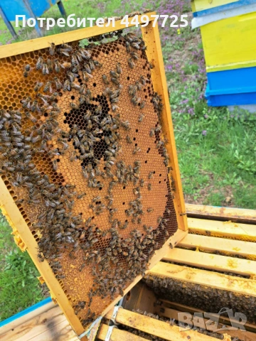 Рамки с пило[пчели] и отводки, снимка 4 - Други животни - 53892042