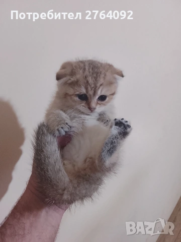 продавам шотландски клепоухи котета, снимка 5 - Чинчили - 53878883