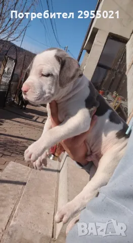 American Bully pitbull , снимка 2 - Други - 49230840