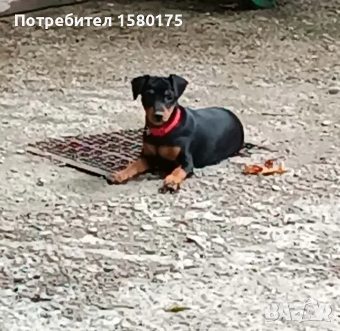 Продавам цвергпинчери., снимка 4 - Пинчер - 55564412