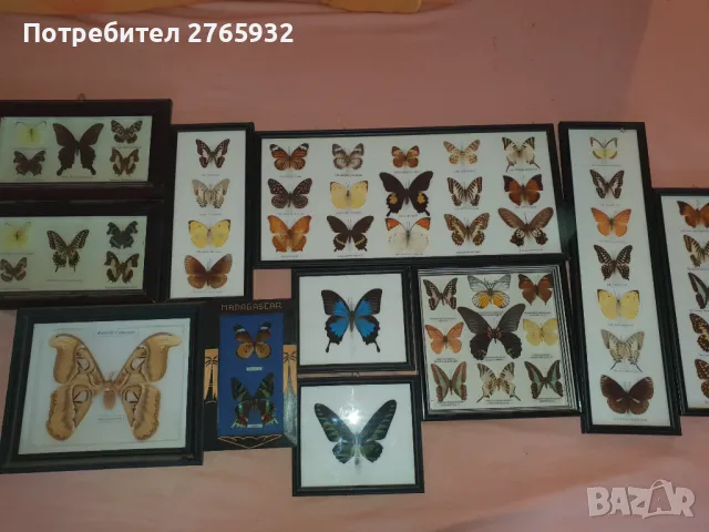 Истински Пеперуди в рамка, снимка 15 - Декорация за дома - 49843881