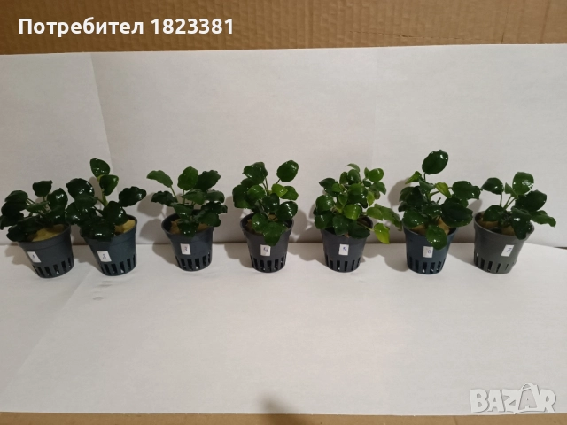 Растения за аквариум,анубиас Бартери, снимка 2 - Аквариуми - 52109897