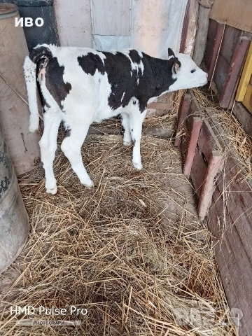 женско теле за повече информация на посочения телефон 