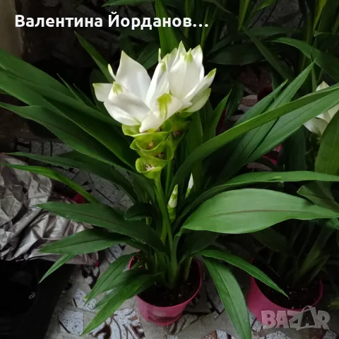 разкошни растения бяла куркума , снимка 2 - Стайни растения - 56481801