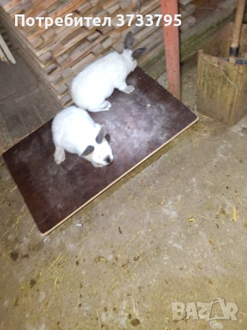 Калифорнийски зайци, снимка 4 - Други - 52656232