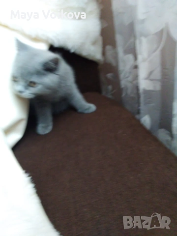 Пухкаво британче, пантера , снимка 8 - Британска късокосместа - 52978517