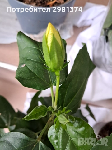 Китайска роза