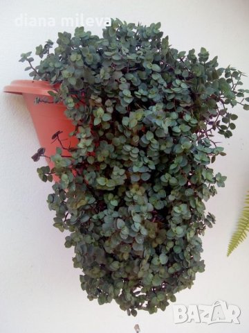 Кализия, Callisia Repens Care, снимка 6 - Стайни растения - 42265579