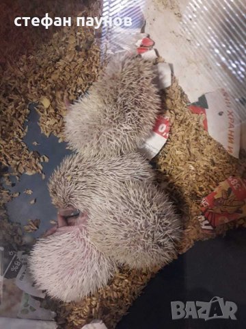 Африкански мини таралежи, снимка 5 - Таралеж - 30536220