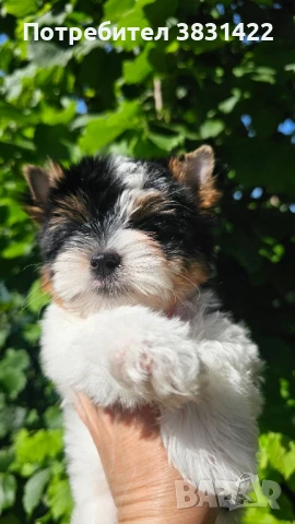 бивер йоркширски териер , снимка 1