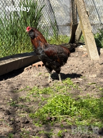 Продавам оплодени яйца, снимка 7 - други­ - 54131842