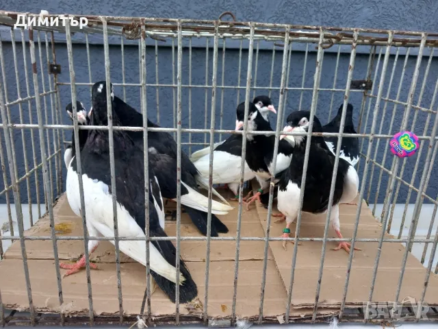 Продавам гълъби Ямболски Акмани 