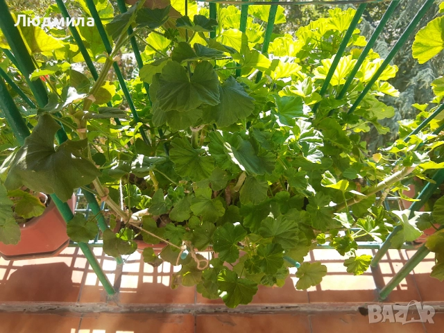 Мушкато,много богати,големи сандъчета с над 10 корена,последни бройки., снимка 8 - Стайни растения - 52235443