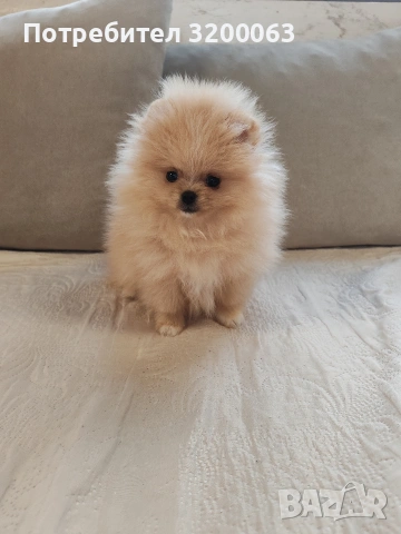 Мини померан мъжко, снимка 8 - Померан - 54032504