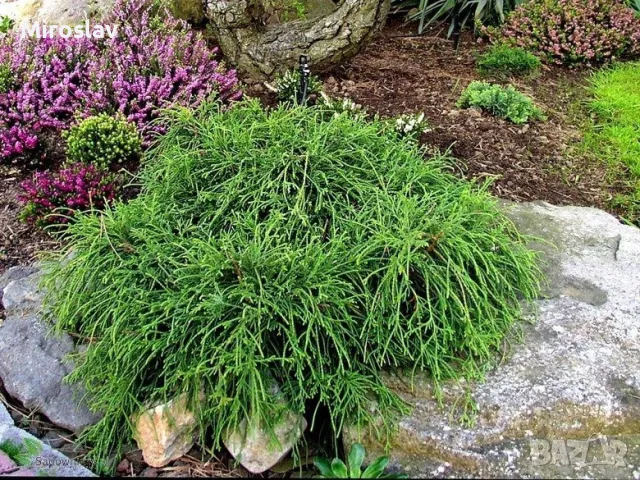 Лъжекипарис “Filifera Nana”, снимка 6 - Градински цветя и растения - 50106863