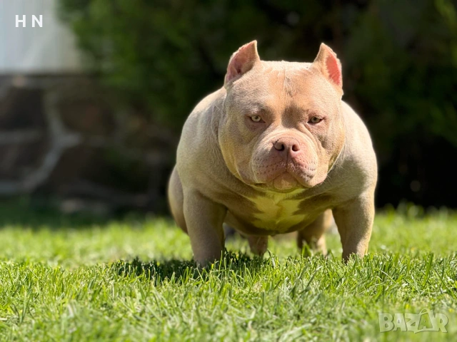 Американско були  - мъжки pet class 