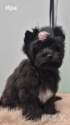 Цветно йоркширско териерче, черно момиче, снимка 1
