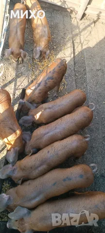 Продавам малки прасенца