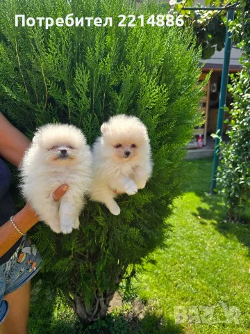 Померани   бяли , снимка 2 - Померан - 55774389