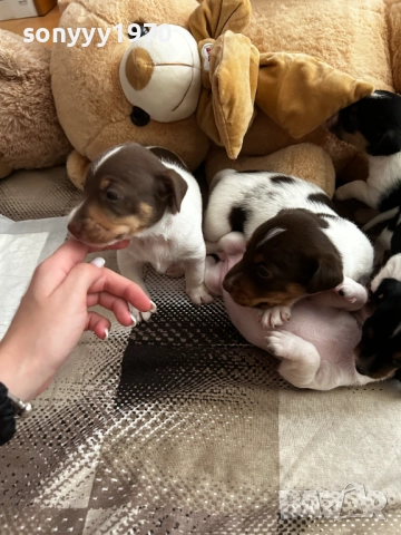 ДЖАК РЪСЕЛ БЕБЕТА-250ЛВ ЗА БРОЙ 1509251635, снимка 4 - Джак ръсел териер - 51722652