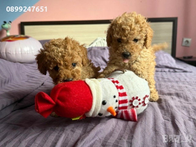 Пудел той, снимка 5 - Пудели - 52751792