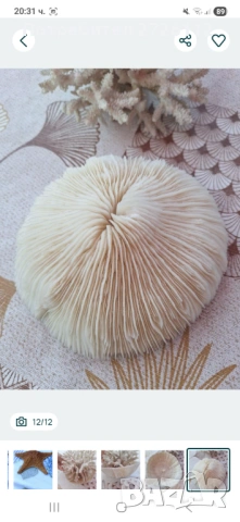 Морски артикули декорация , снимка 12 - Други - 53250087